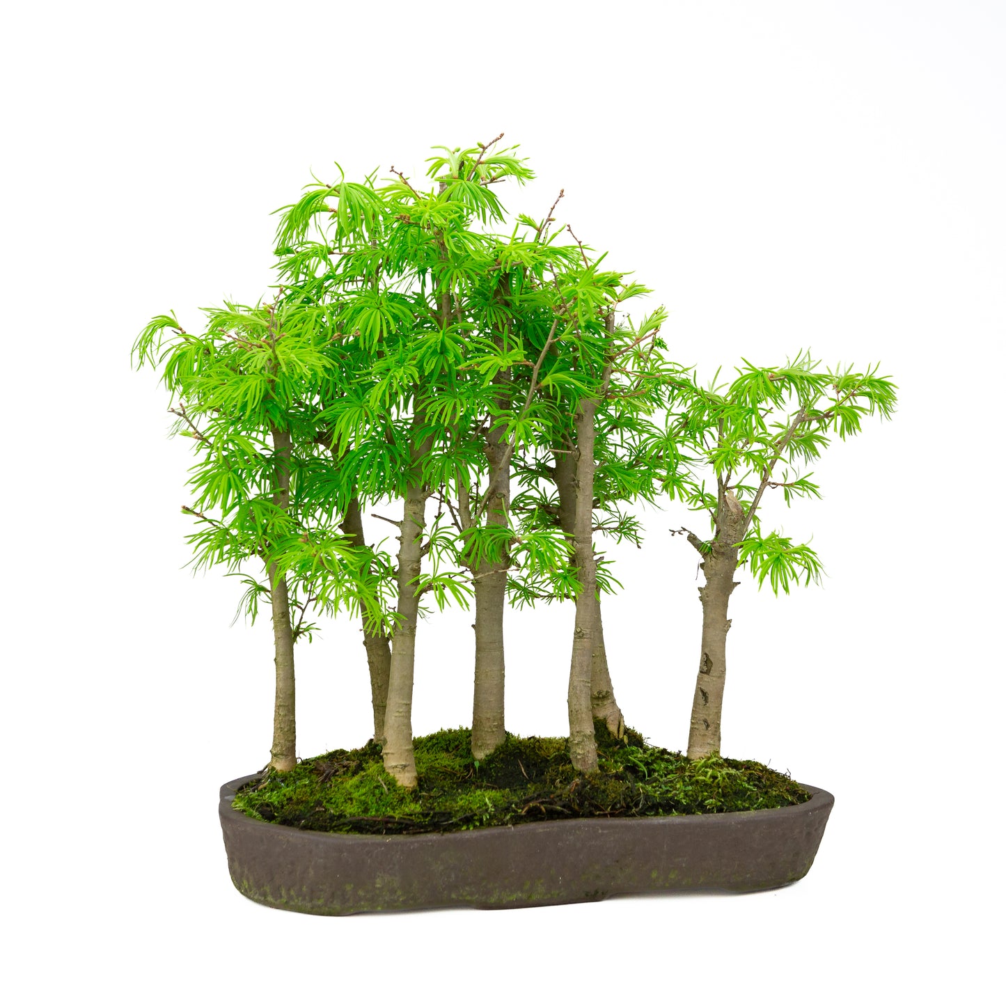 Pseudolarix amabilis (Japanse goudlariks), hoogte ~50 cm