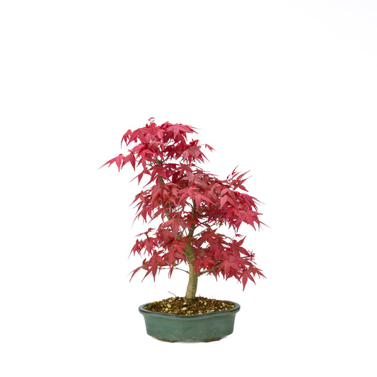 Acer palmatum Deshojo (Japanse esdoorn), hoogte ~40 cm