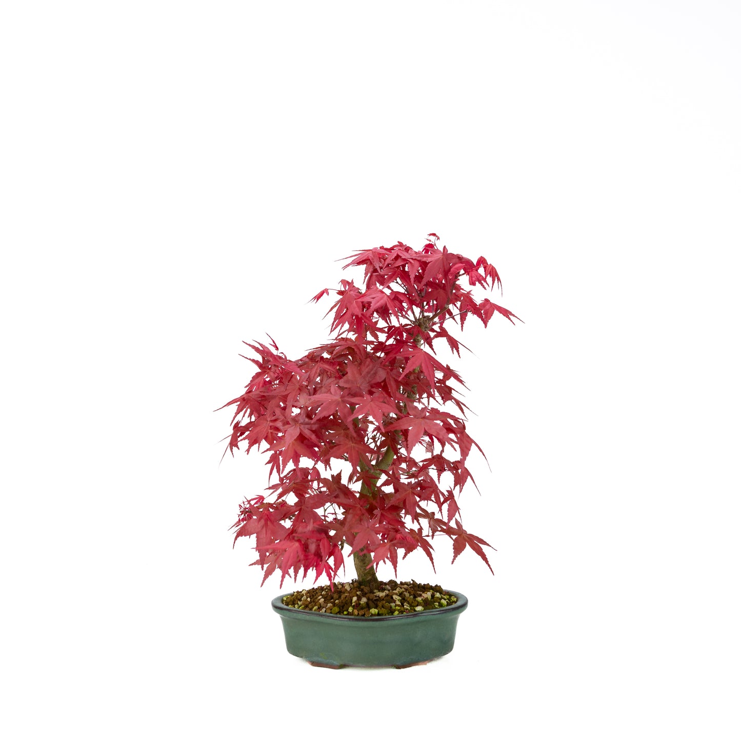 Acer palmatum Deshojo (Japanse esdoorn), hoogte ~40 cm