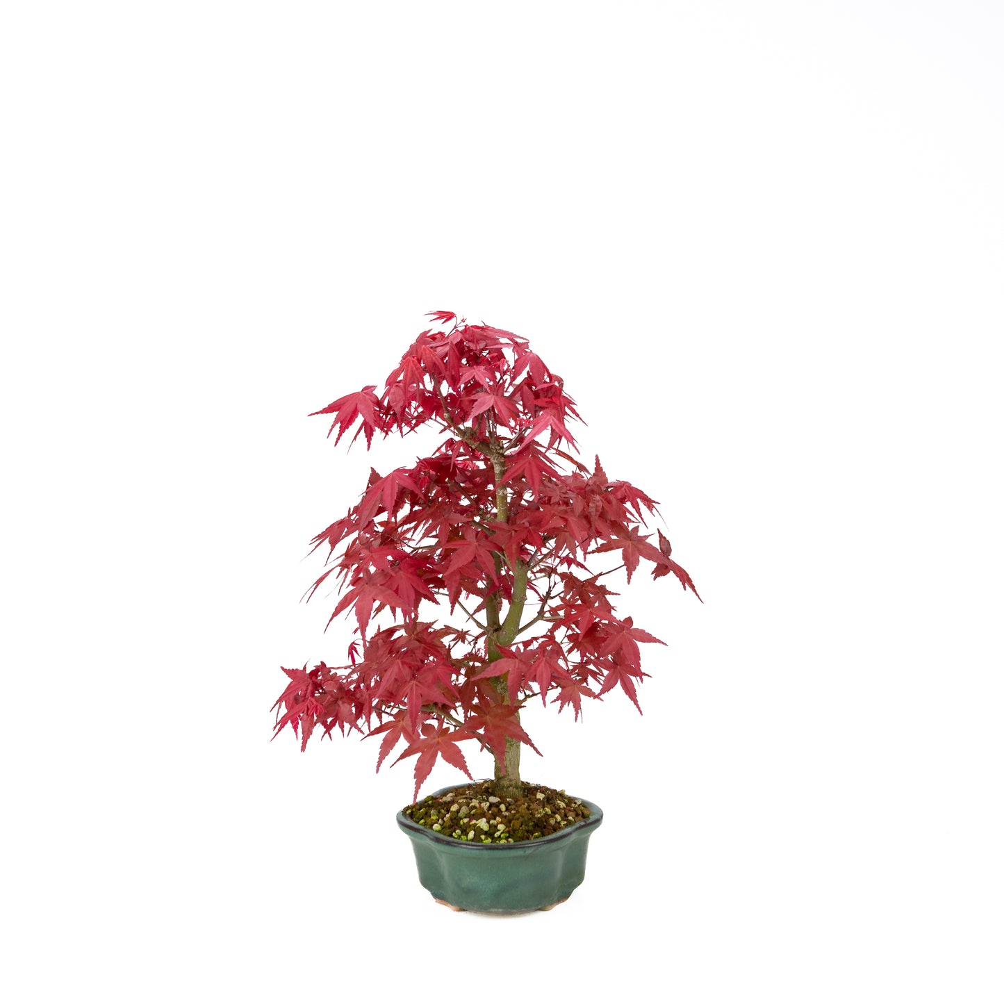 Acer palmatum Deshojo (Japanse esdoorn), hoogte ~40 cm