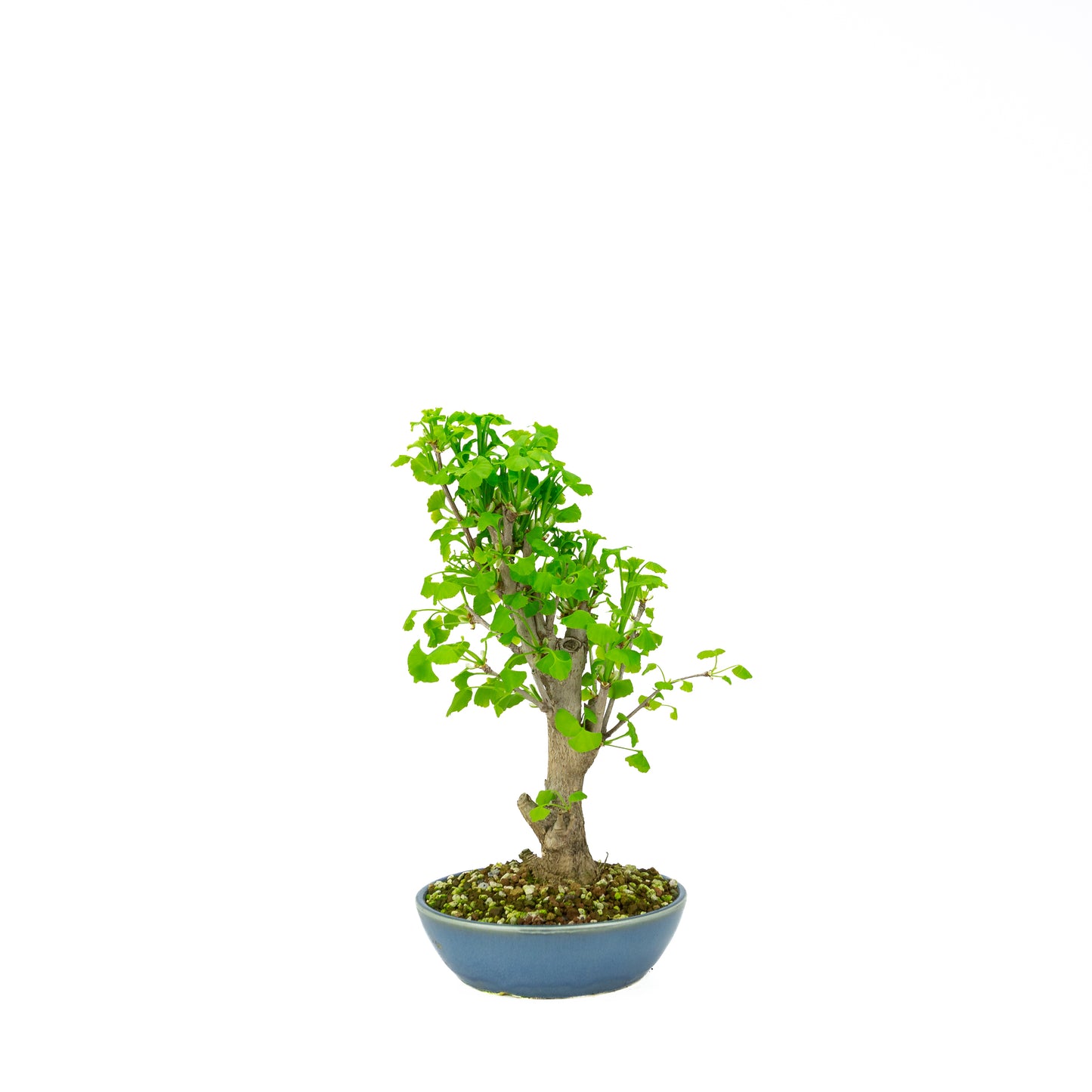 Ginkgo biloba (Japanse notenboom), hoogte ~37 cm