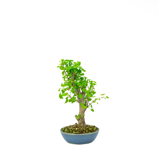 Ginkgo biloba (Japanse notenboom), hoogte ~37 cm