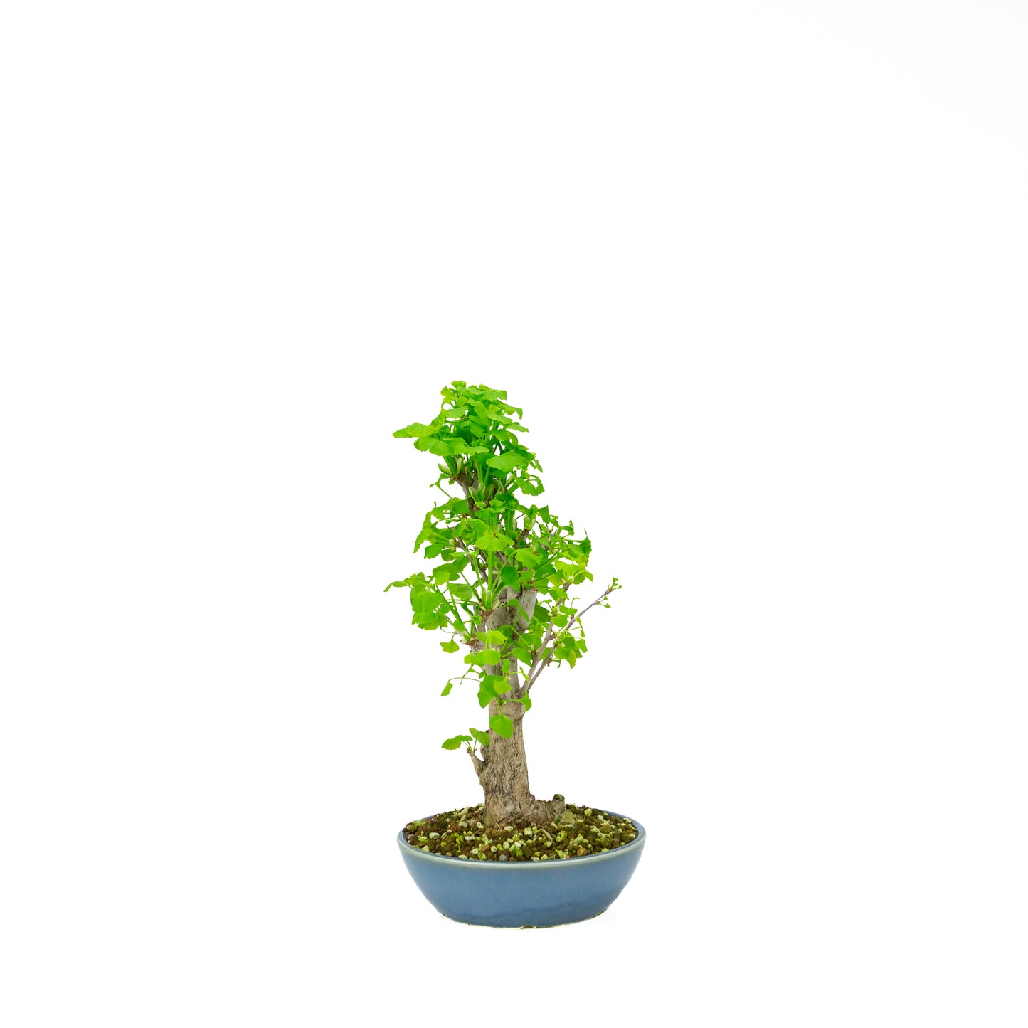 Ginkgo biloba (Japanse notenboom), hoogte ~37 cm