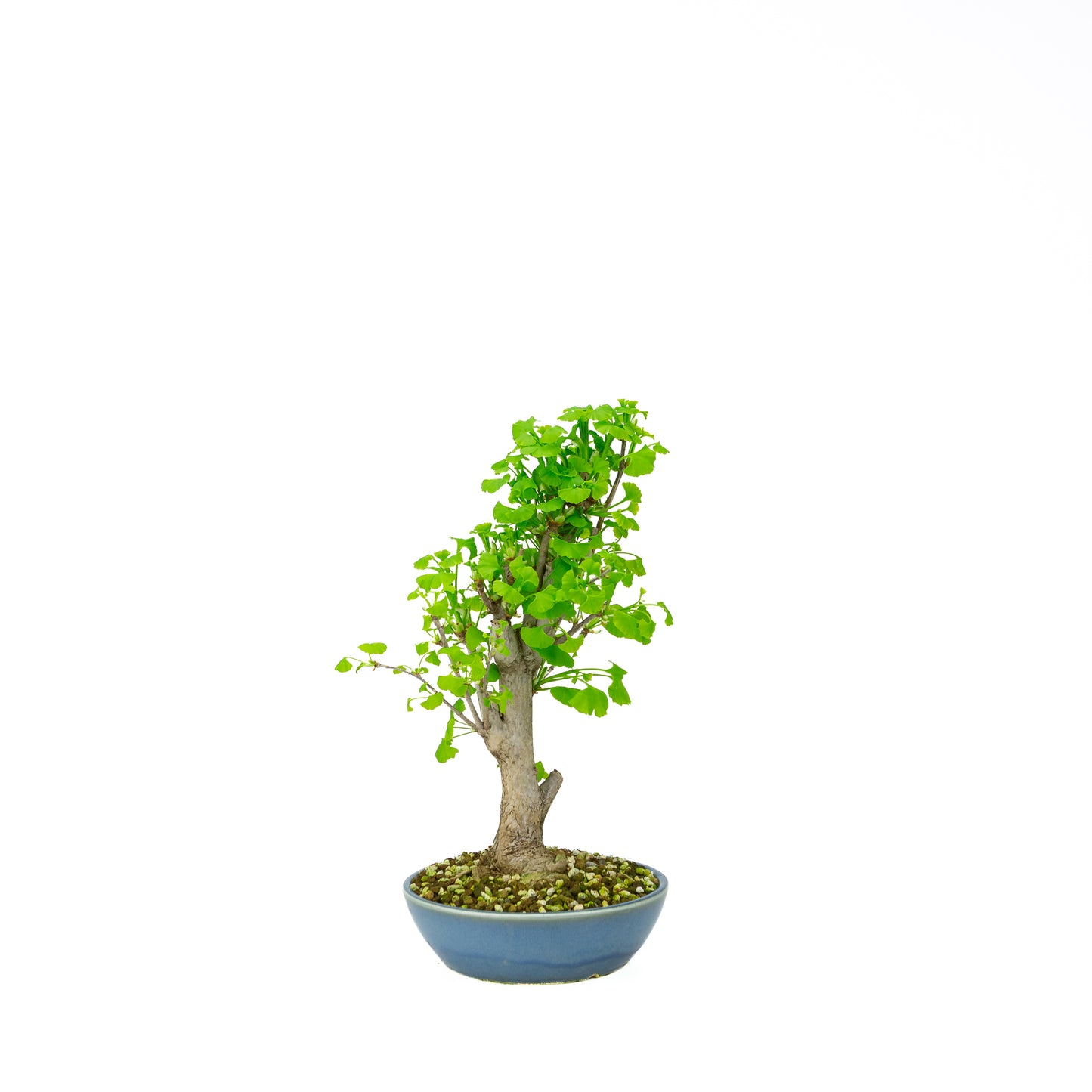 Ginkgo biloba (Japanse notenboom), hoogte ~37 cm
