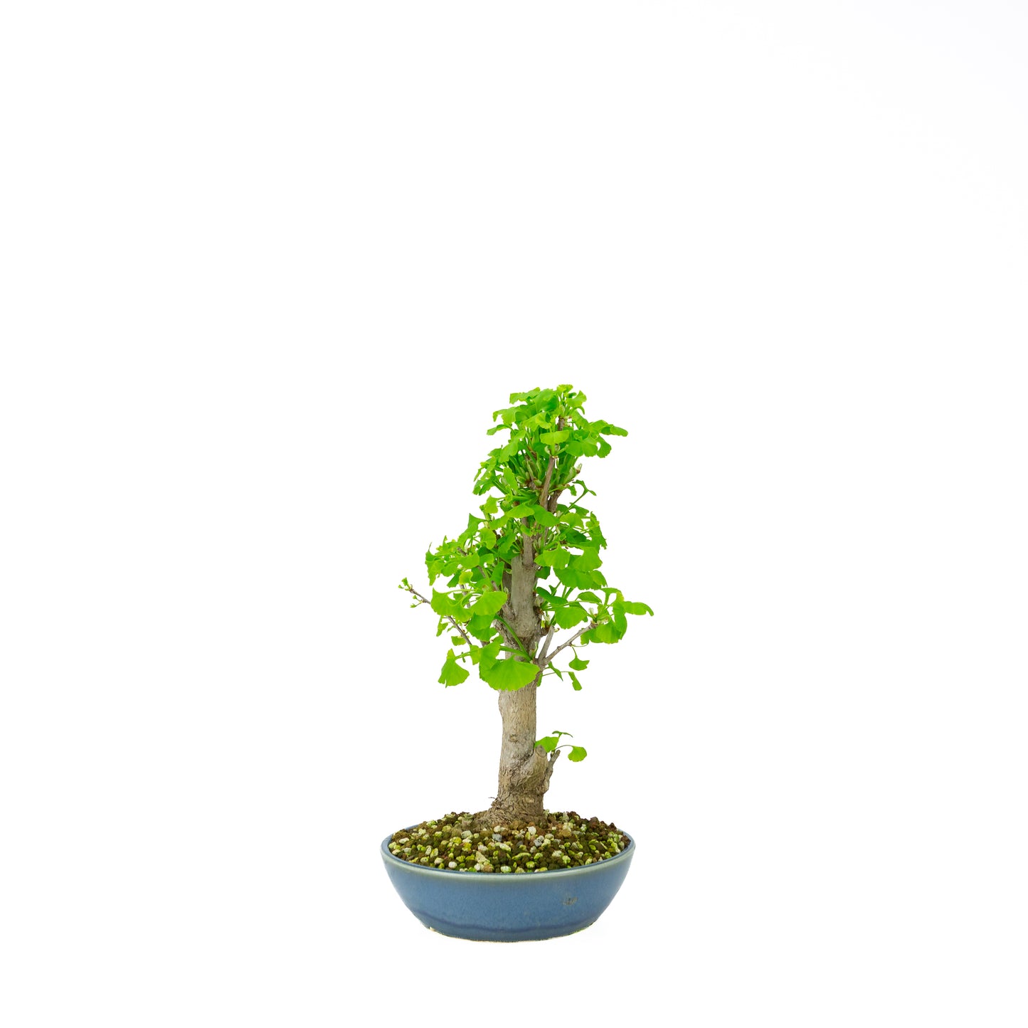 Ginkgo biloba (Japanse notenboom), hoogte ~37 cm