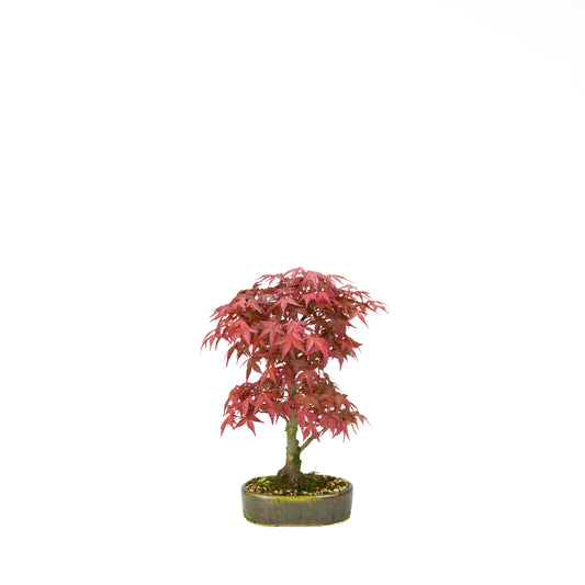 Acer palmatum Deshojo (Japanse esdoorn), hoogte ~30 cm