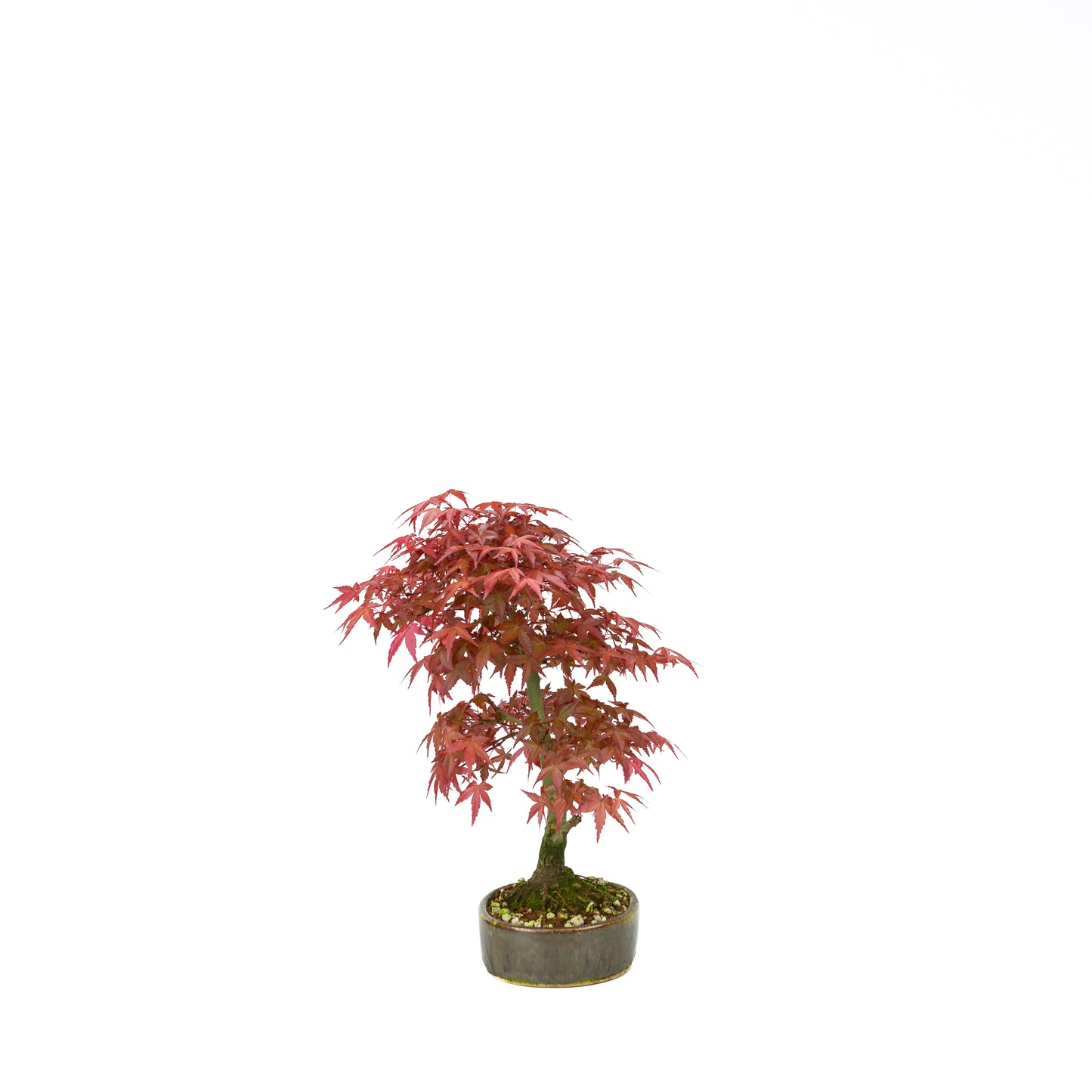 Acer palmatum Deshojo (Japanse esdoorn), hoogte ~30 cm