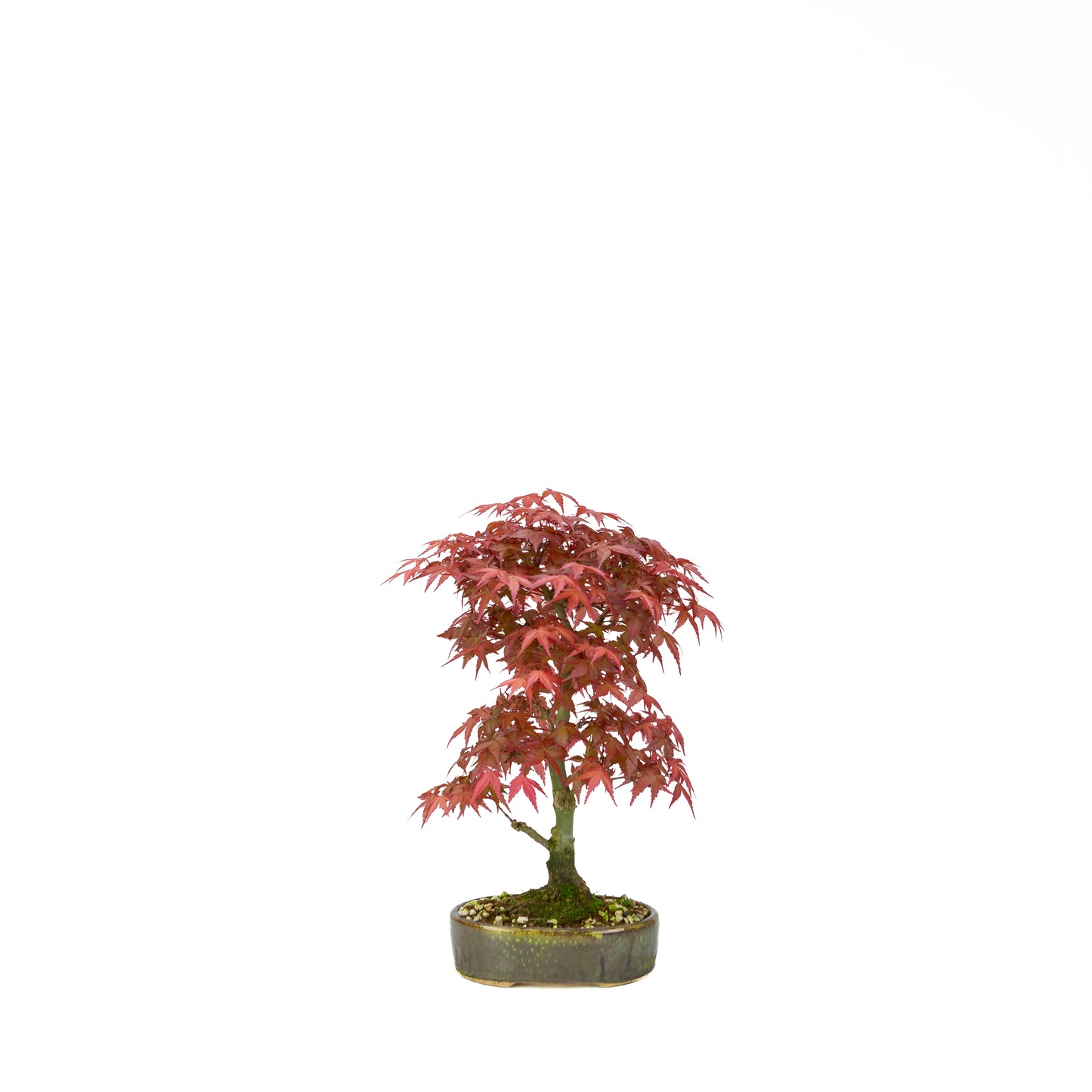 Acer palmatum Deshojo (Japanse esdoorn), hoogte ~30 cm
