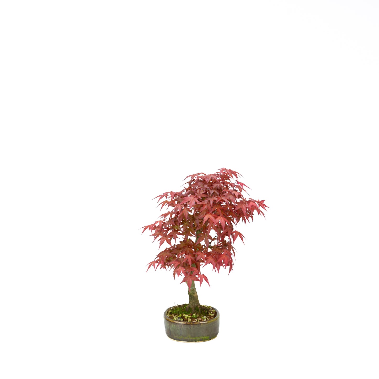 Acer palmatum Deshojo (Japanse esdoorn), hoogte ~30 cm