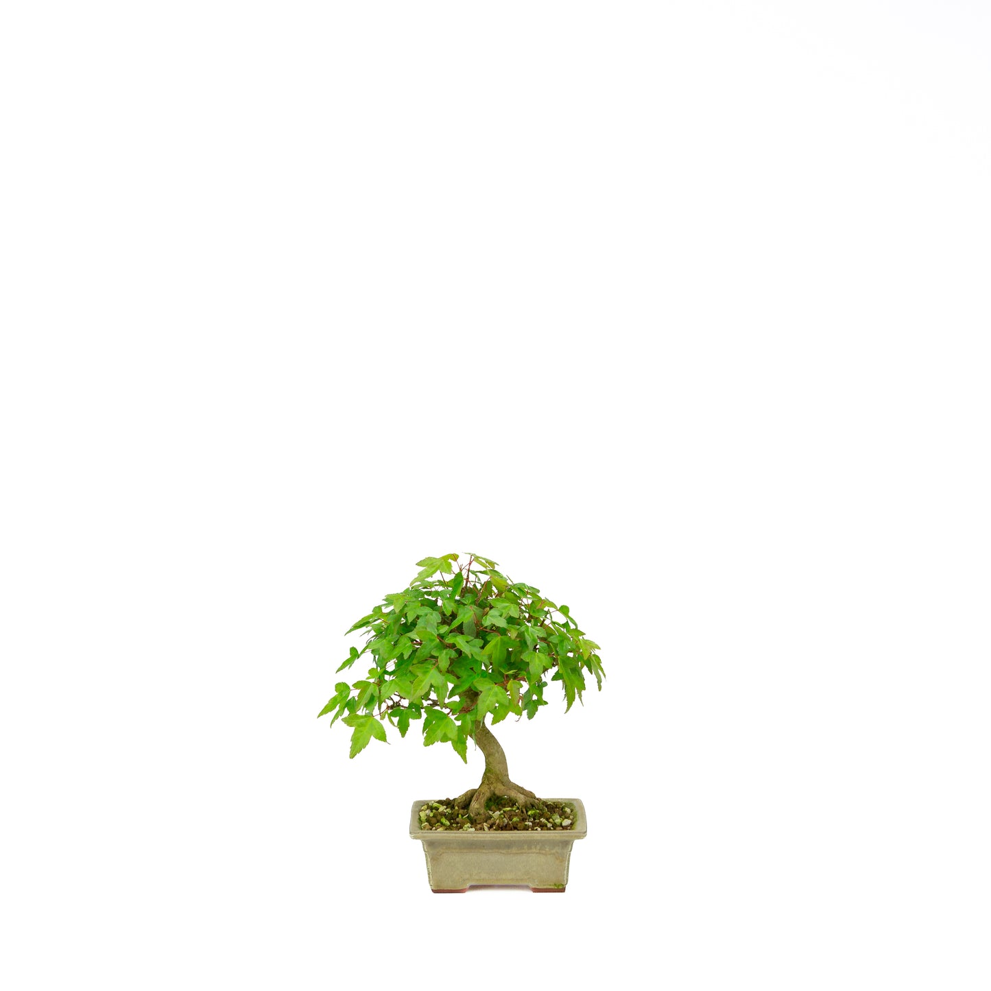 Acer buergerianum (Drietandesdoorn), hoogte ~24 cm