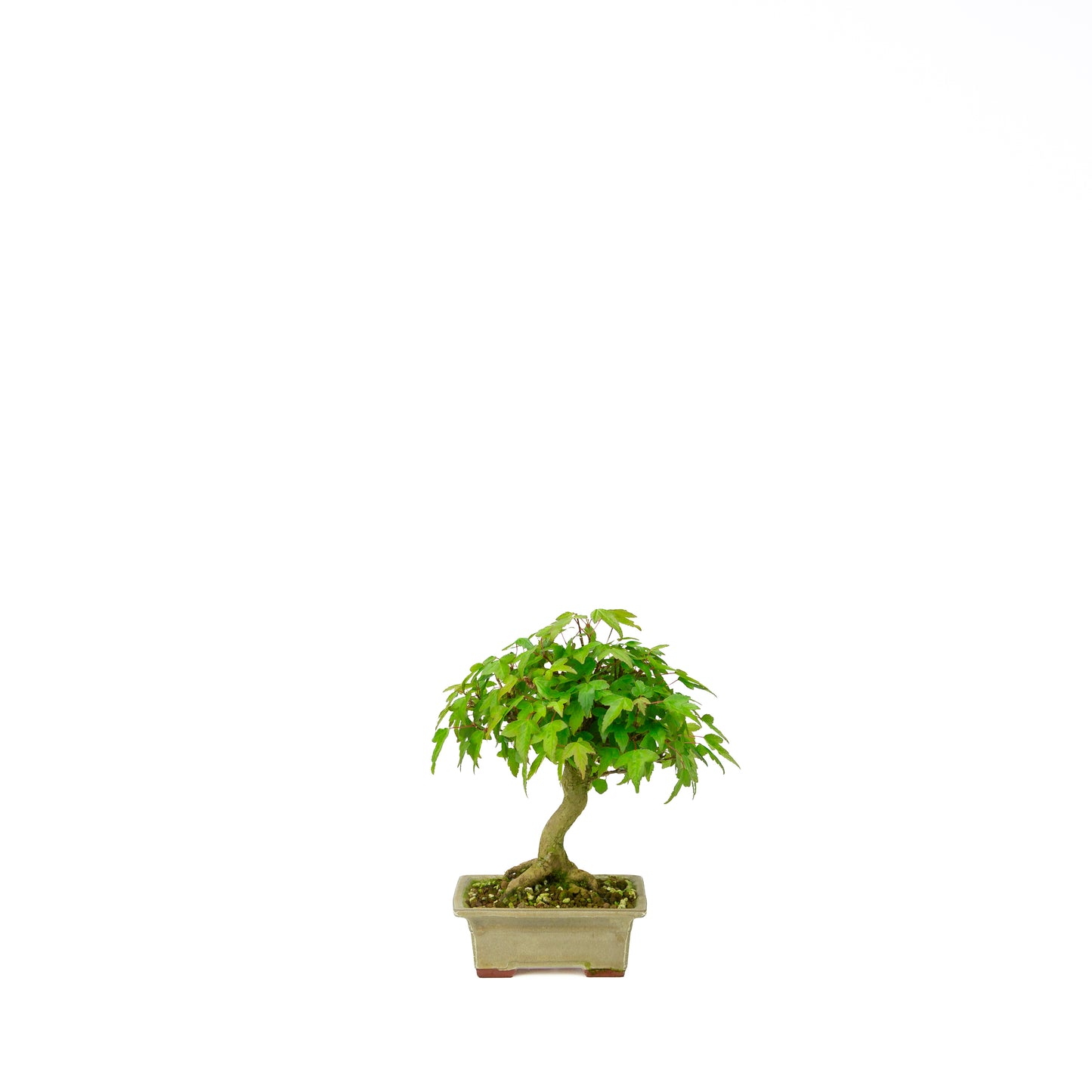 Acer buergerianum (Drietandesdoorn), hoogte ~24 cm