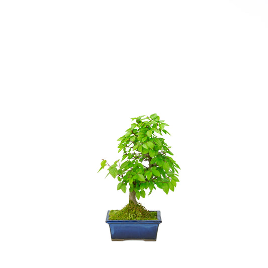 Carpinus coreana (Koreaanse haagbeuk), hoogte ~31 cm