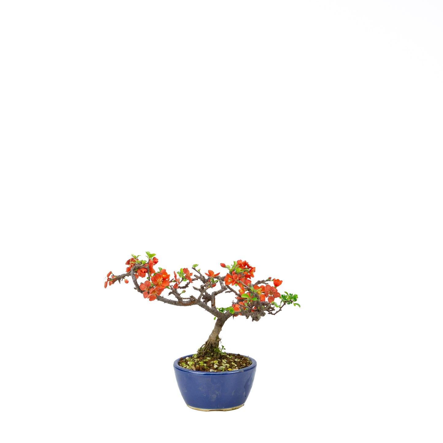 Chaenomeles speciosa (Japanse dwergkwee), hoogte ~22 cm