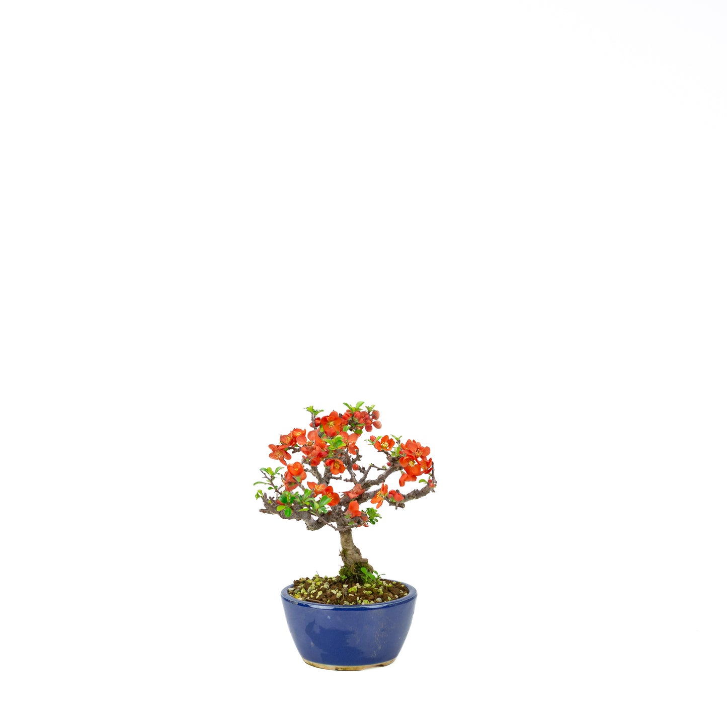 Chaenomeles speciosa (Japanse dwergkwee), hoogte ~22 cm