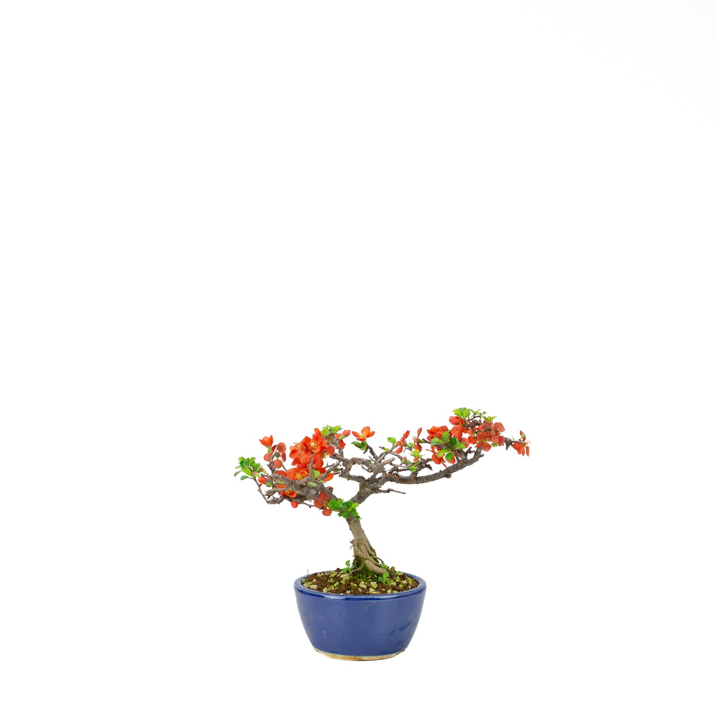 Chaenomeles speciosa (Japanse dwergkwee), hoogte ~22 cm