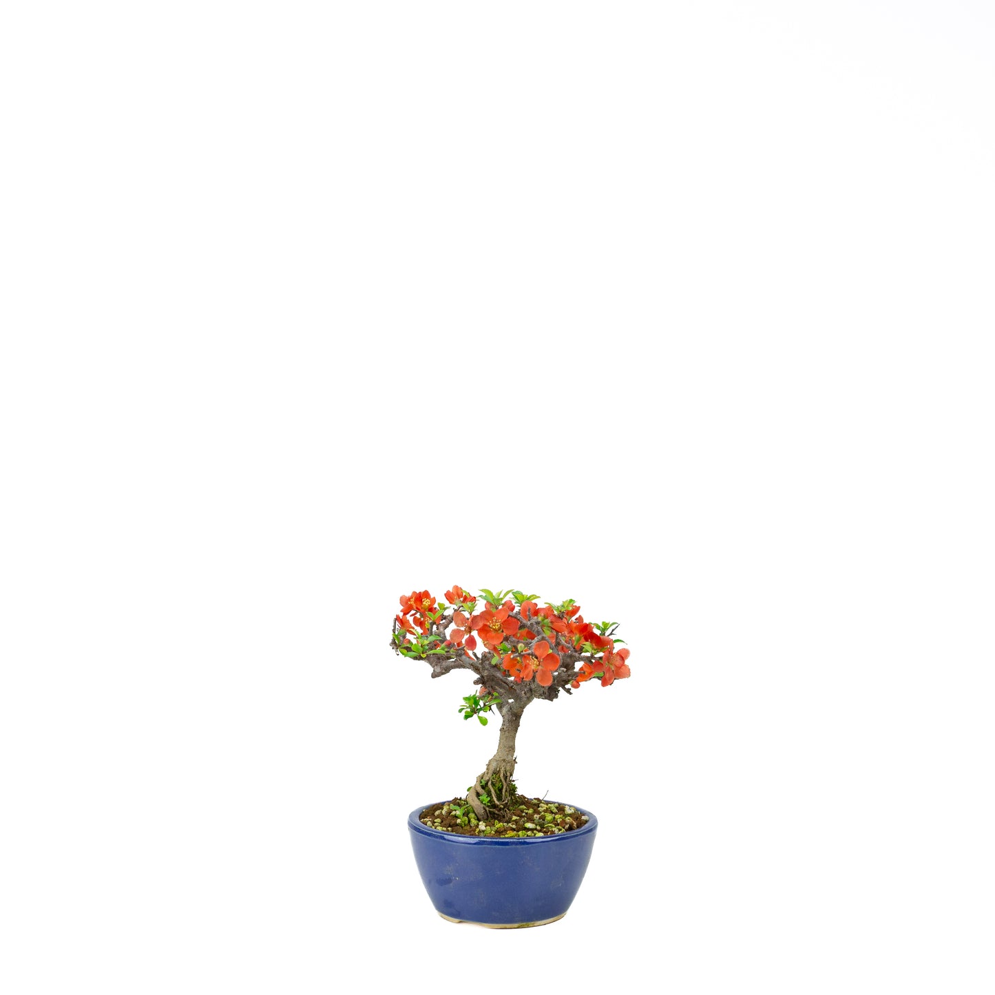 Chaenomeles speciosa (Japanse dwergkwee), hoogte ~22 cm