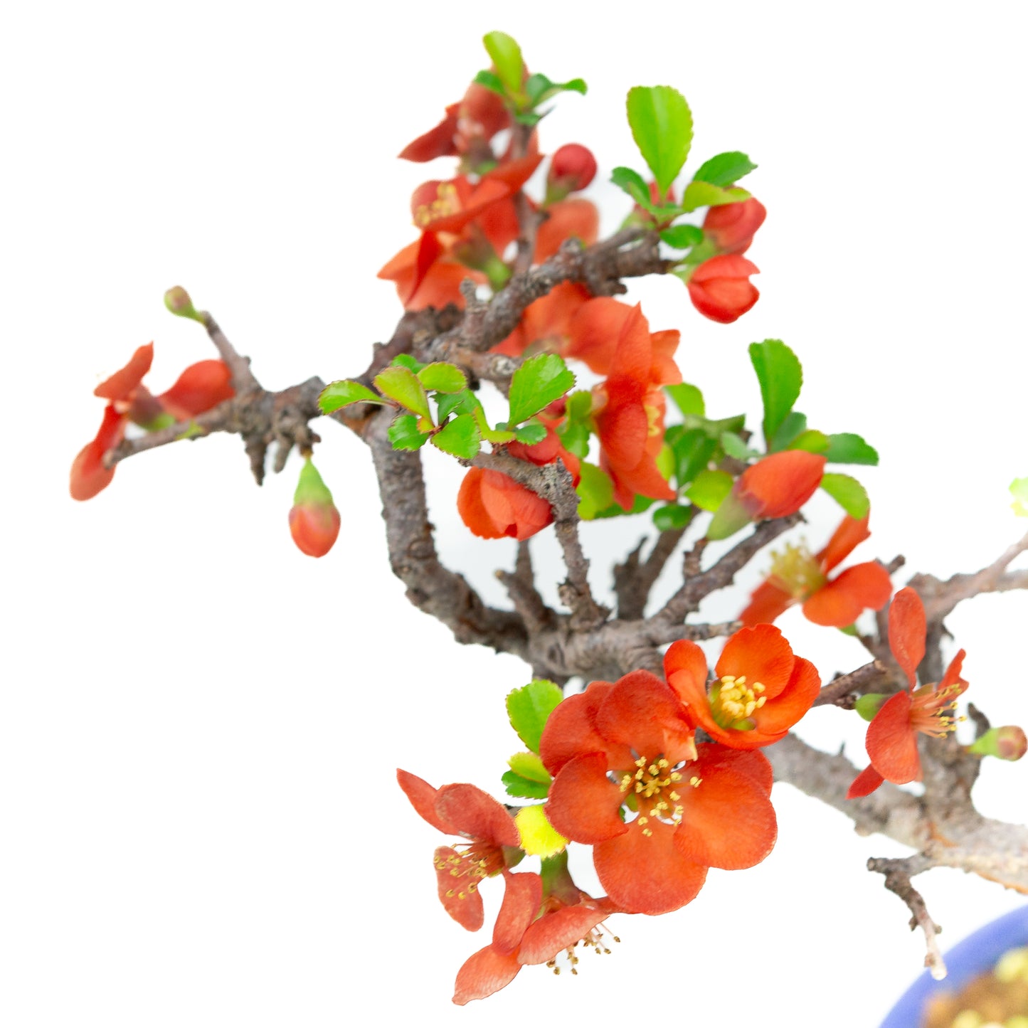 Chaenomeles speciosa (Japanse dwergkwee), hoogte ~22 cm