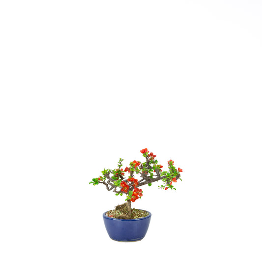 Chaenomeles speciosa (Japanse dwergkwee), hoogte ~22 cm
