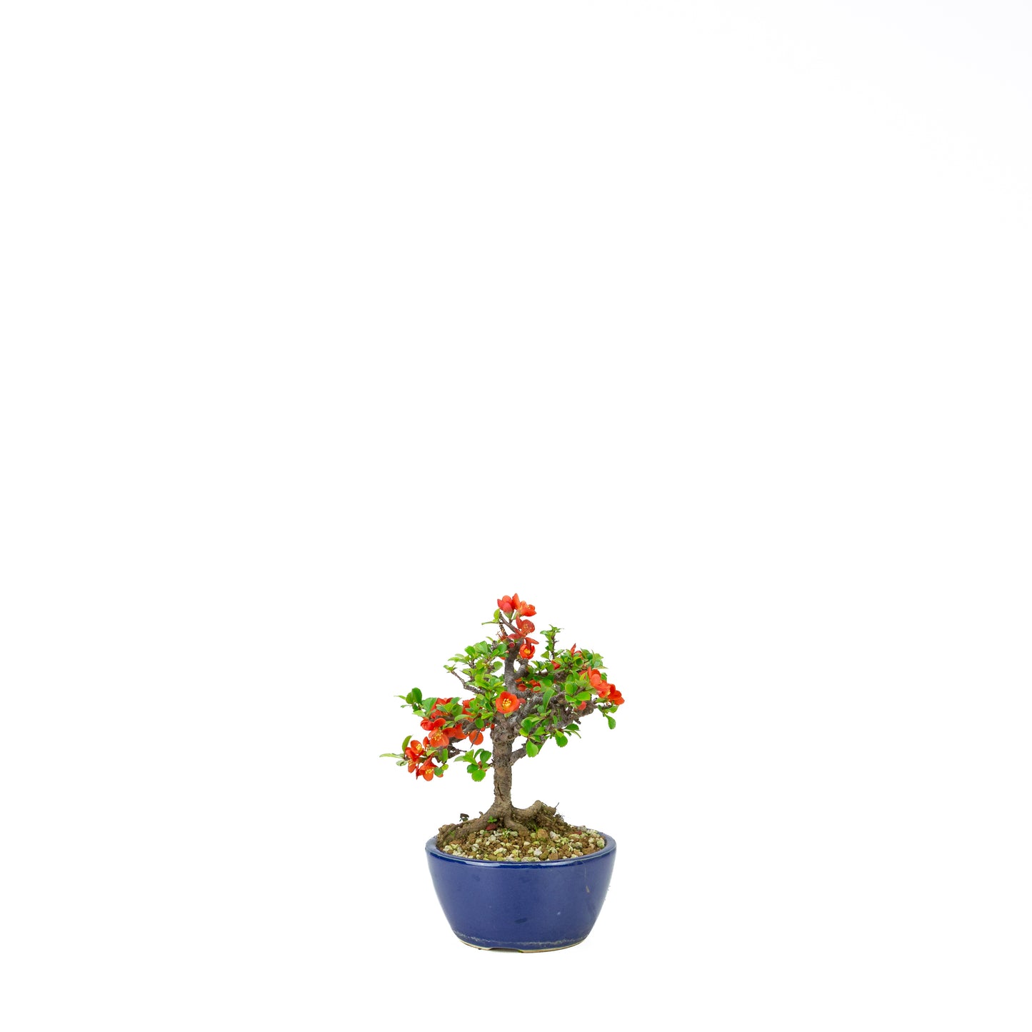 Chaenomeles speciosa (Japanse dwergkwee), hoogte ~22 cm
