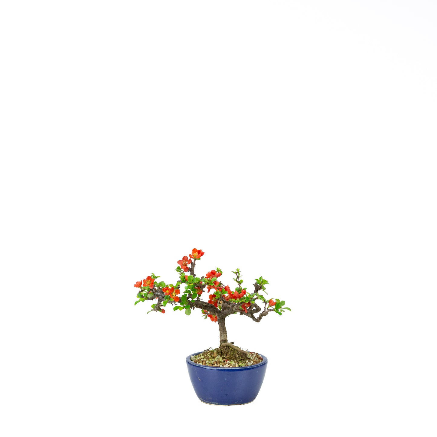 Chaenomeles speciosa (Japanse dwergkwee), hoogte ~22 cm