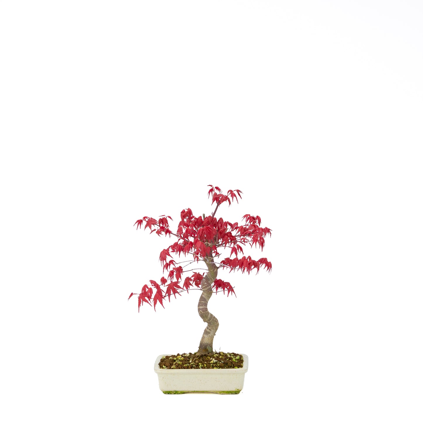Acer palmatum Deshojo (Japanse esdoorn), hoogte ~30 cm