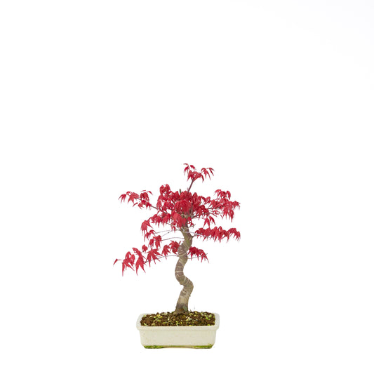 Acer palmatum Deshojo (Japanse esdoorn), hoogte ~30 cm