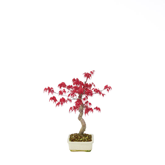 Acer palmatum Deshojo (Japanse esdoorn), hoogte ~30 cm
