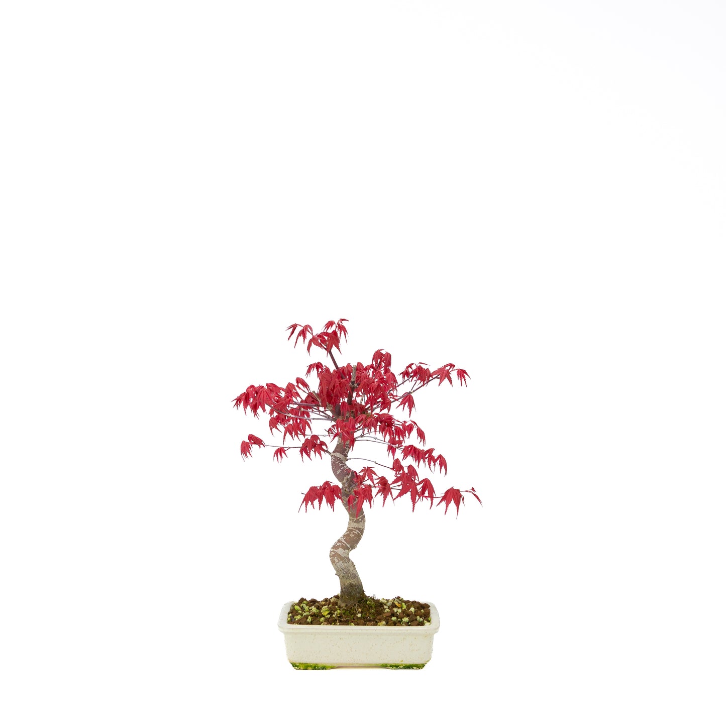 Acer palmatum Deshojo (Japanse esdoorn), hoogte ~30 cm