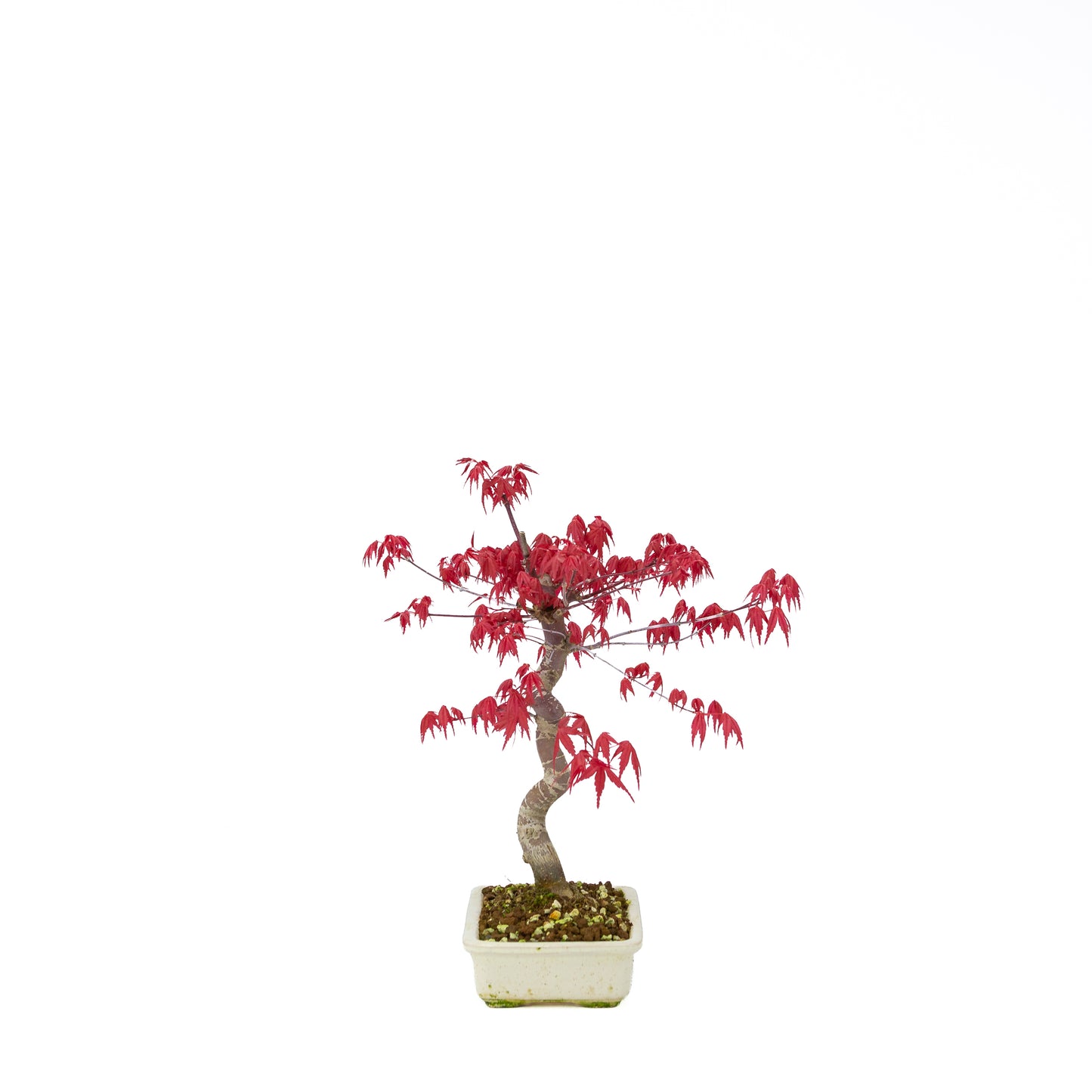 Acer palmatum Deshojo (Japanse esdoorn), hoogte ~30 cm