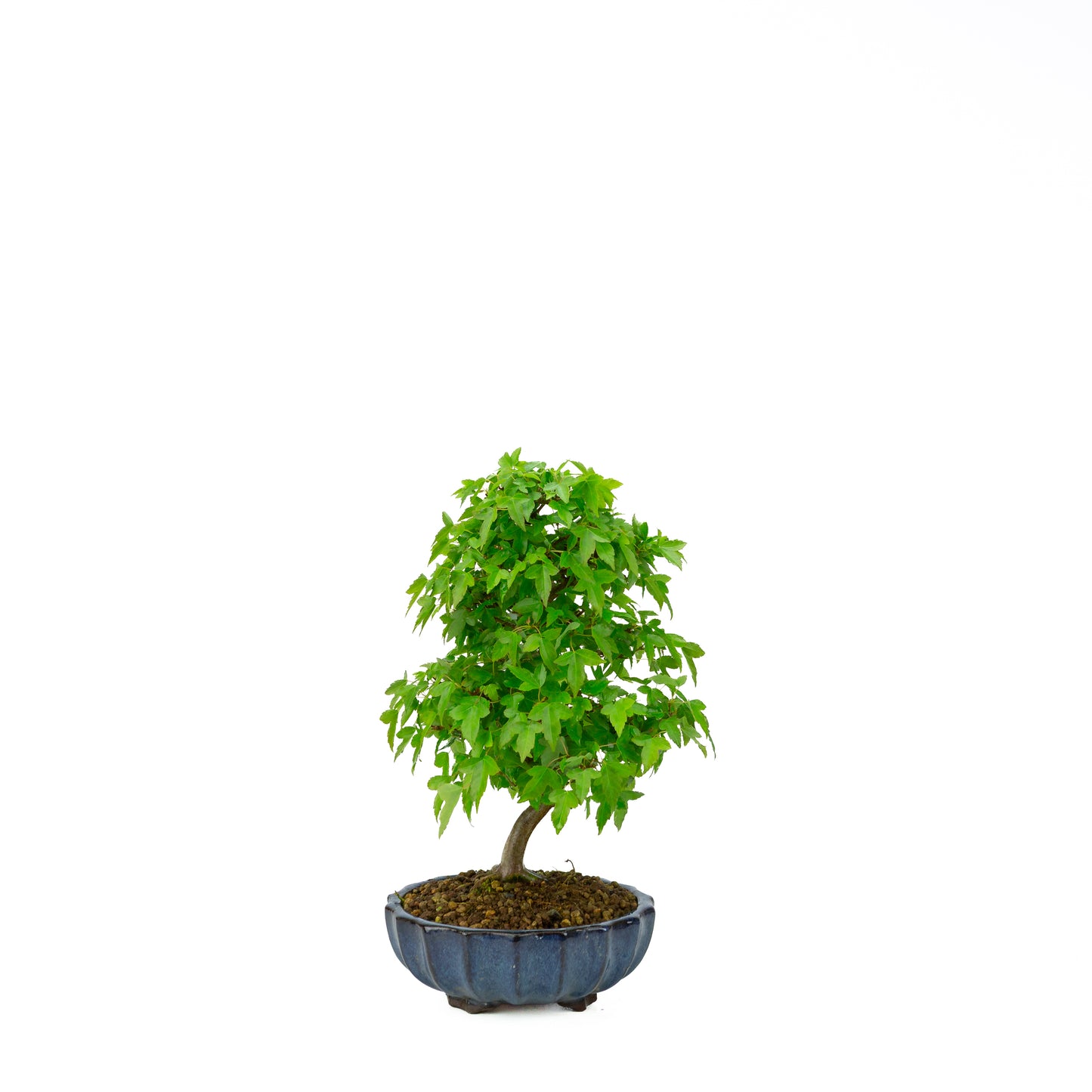 Acer buergerianum (Drietandesdoorn), hoogte ~34 cm
