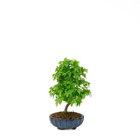 Acer buergerianum (Drietandesdoorn), hoogte ~34 cm