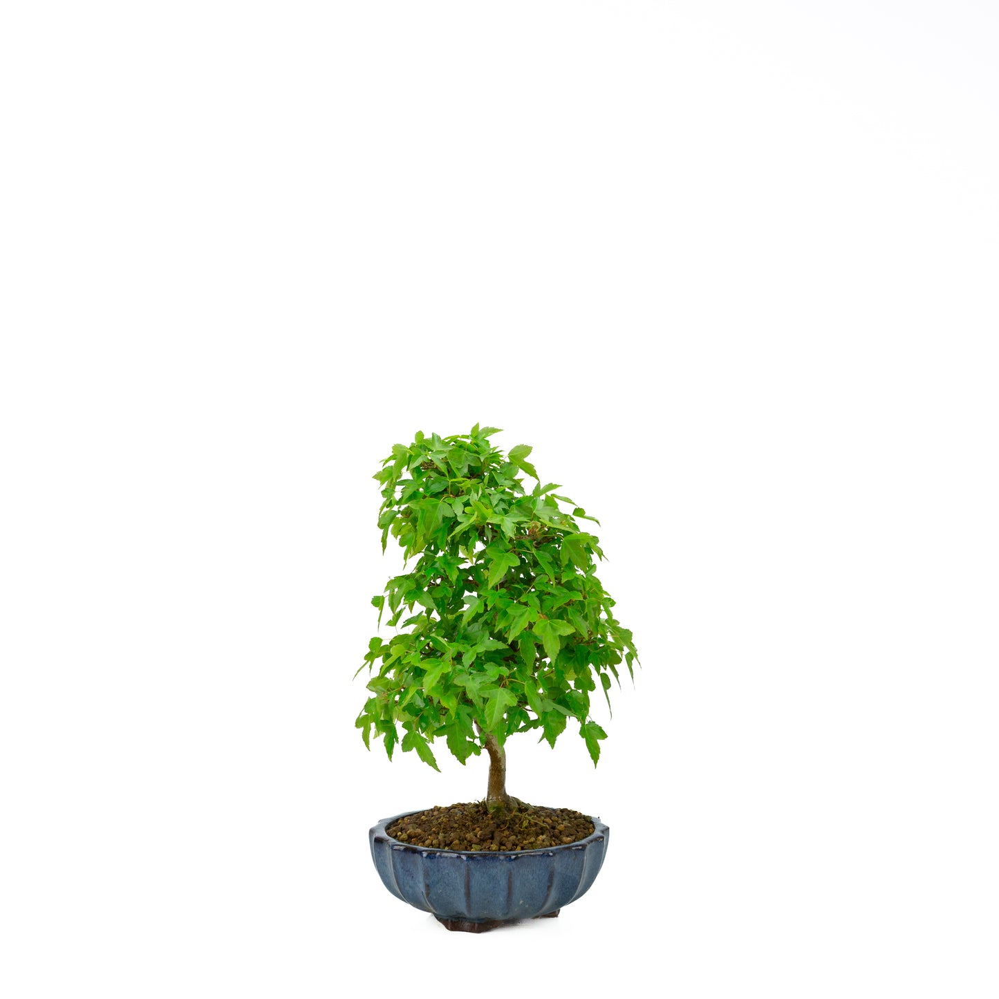 Acer buergerianum (Drietandesdoorn), hoogte ~34 cm
