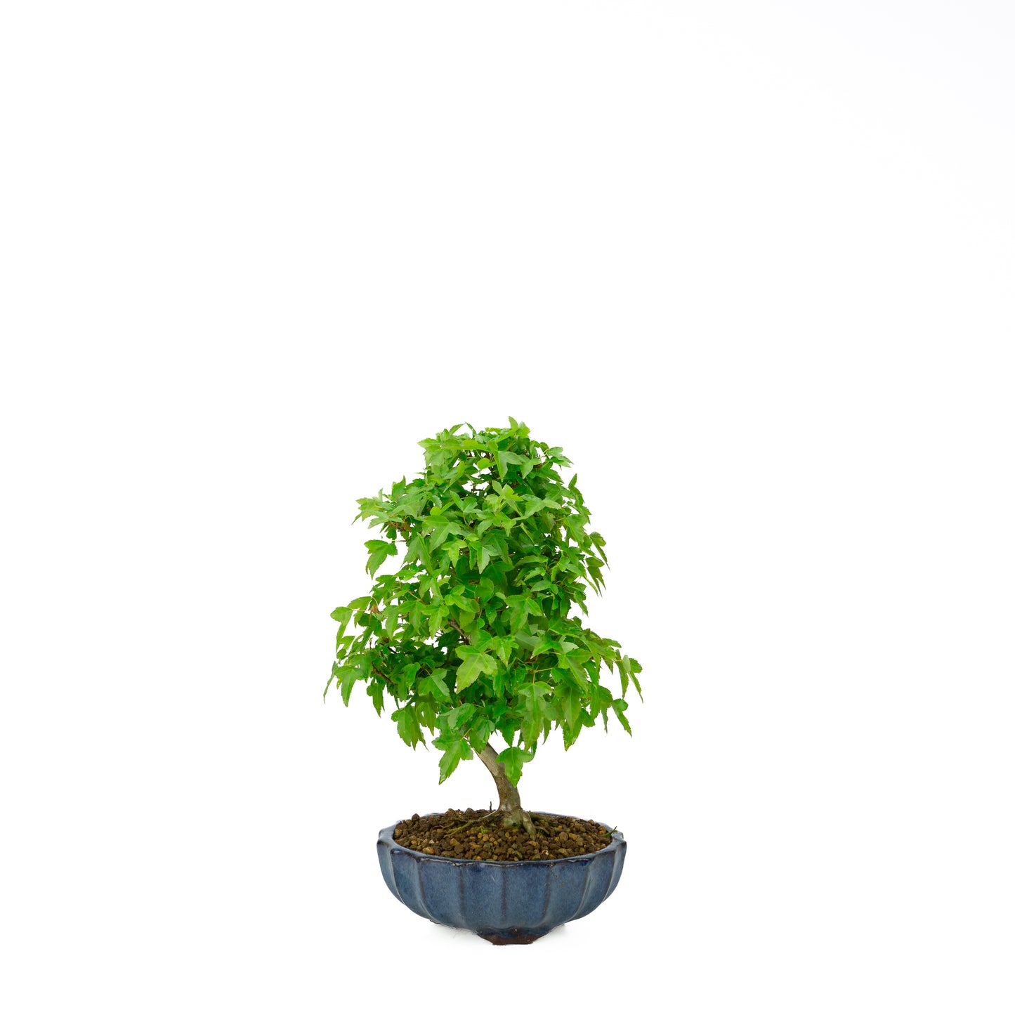 Acer buergerianum (Drietandesdoorn), hoogte ~34 cm