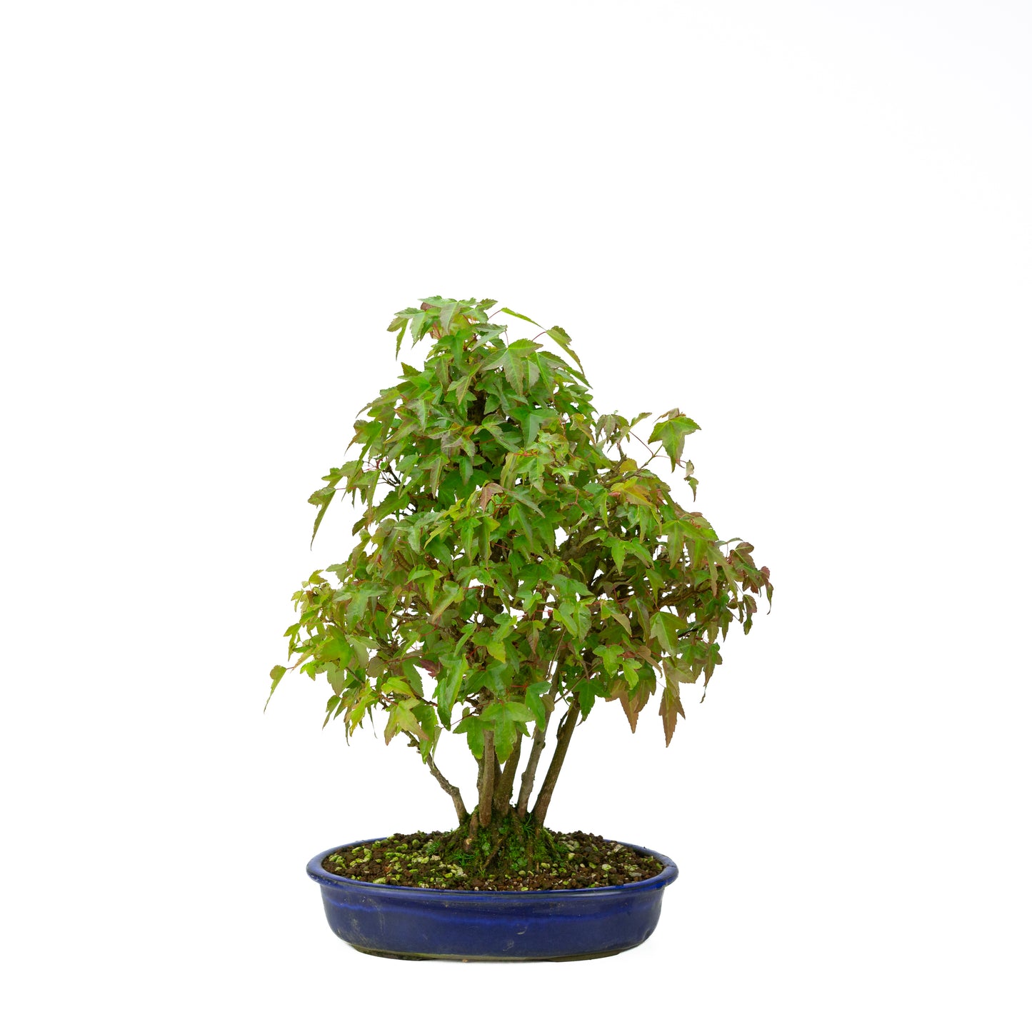 Acer buergerianum (Drietandesdoorn) klompstijl, hoogte ~45 cm