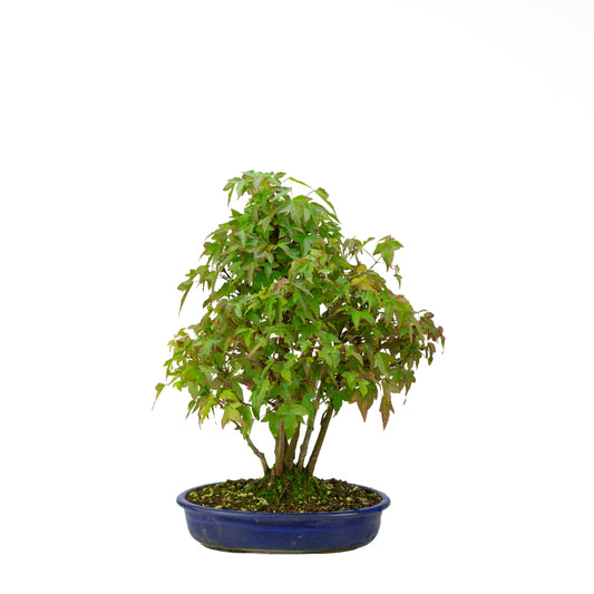Acer buergerianum (Drietandesdoorn) klompstijl, hoogte ~45 cm