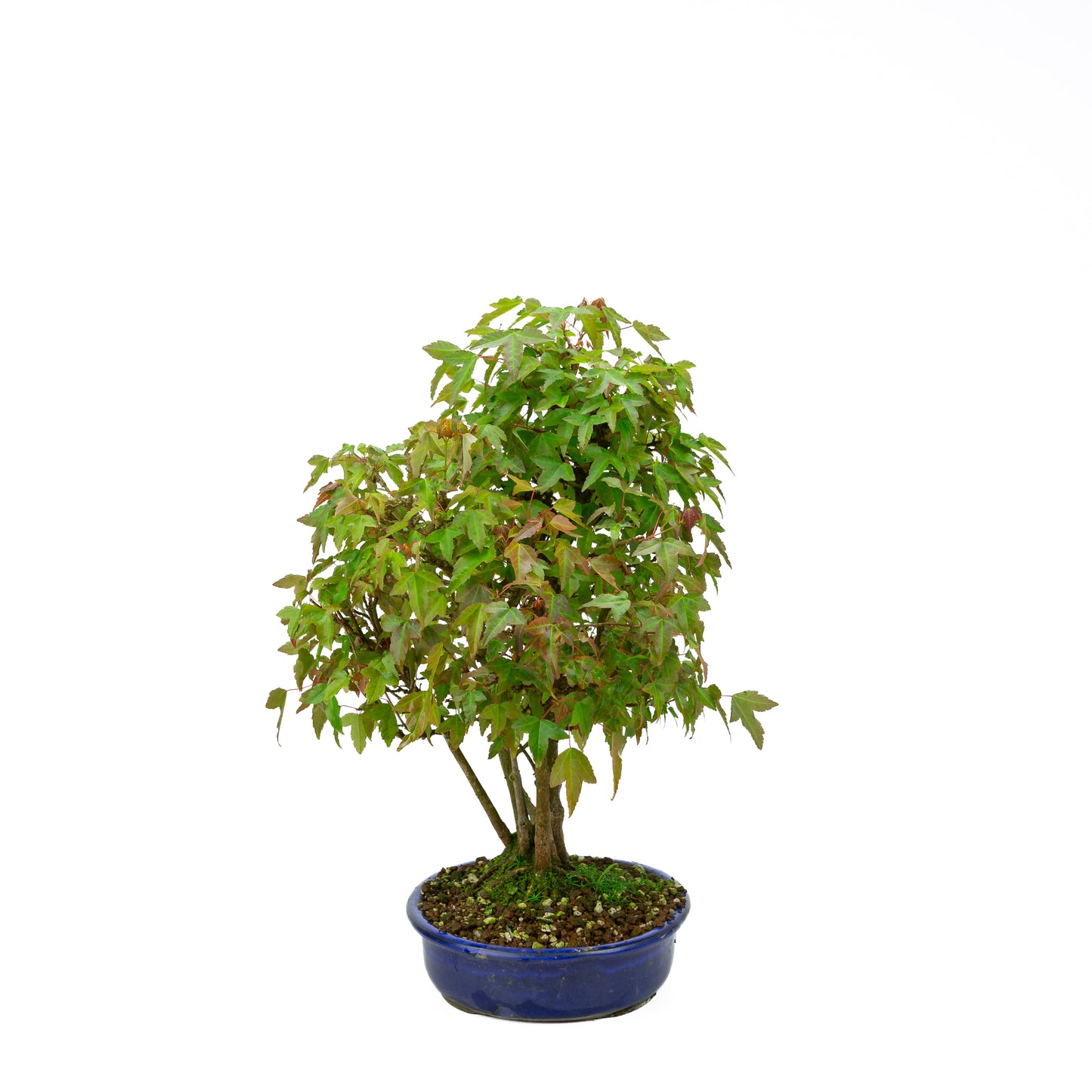 Acer buergerianum (Drietandesdoorn) klompstijl, hoogte ~45 cm