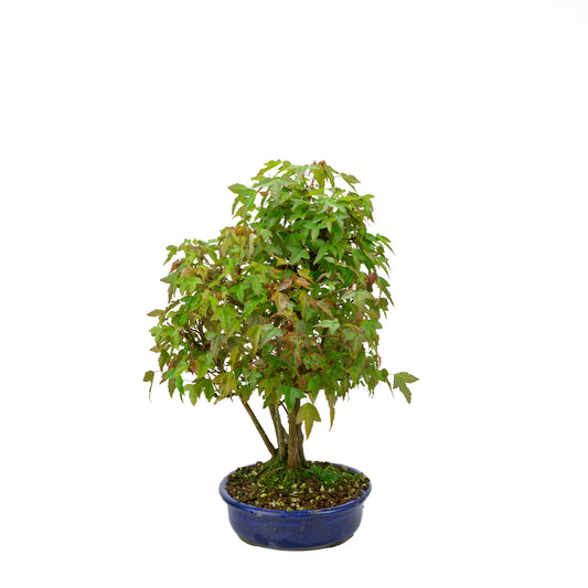 Acer buergerianum (Drietandesdoorn) klompstijl, hoogte ~45 cm