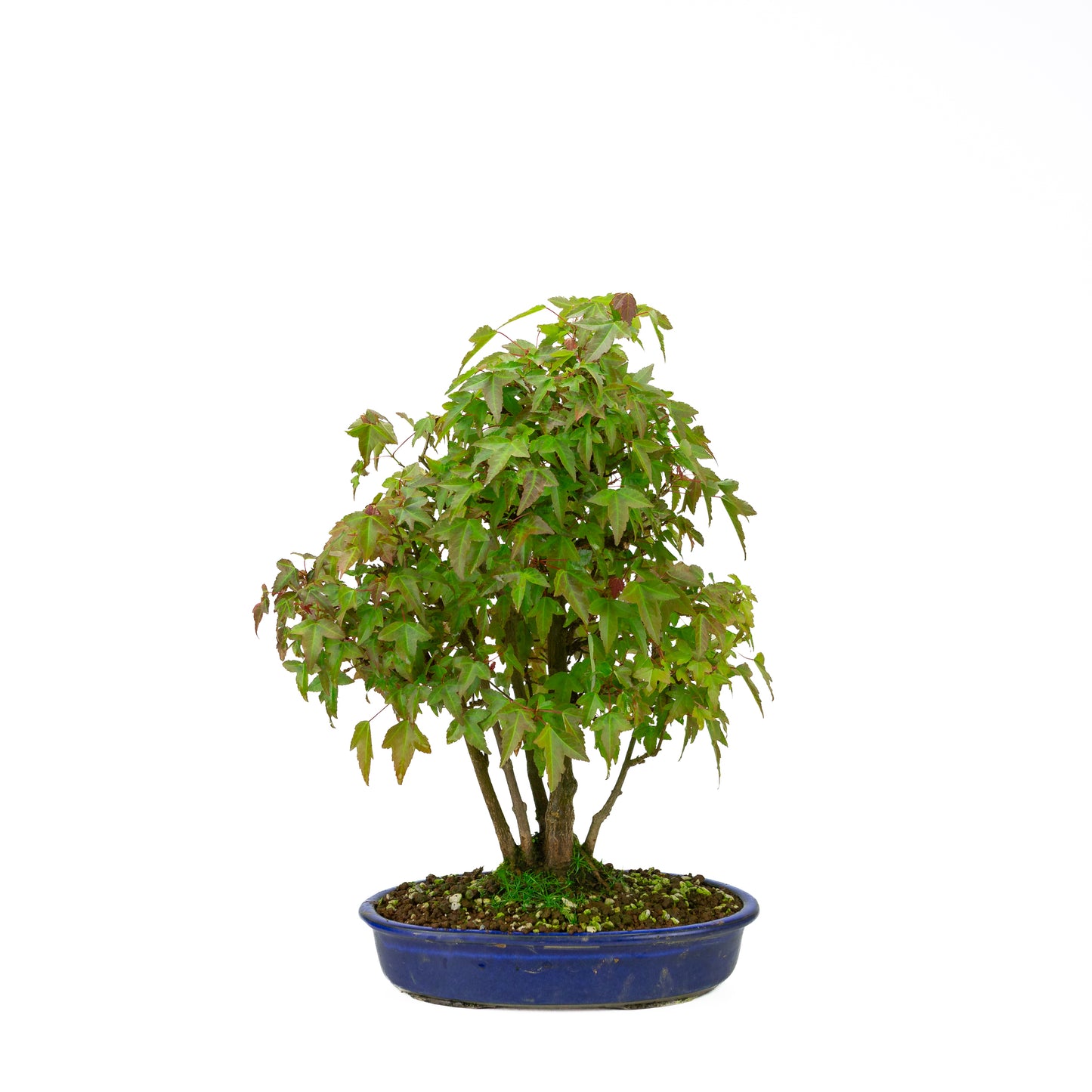 Acer buergerianum (Drietandesdoorn) klompstijl, hoogte ~45 cm