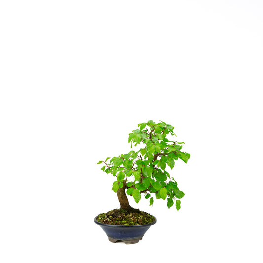 Carpinus coreana (Koreaanse haagbeuk), hoogte ~32 cm