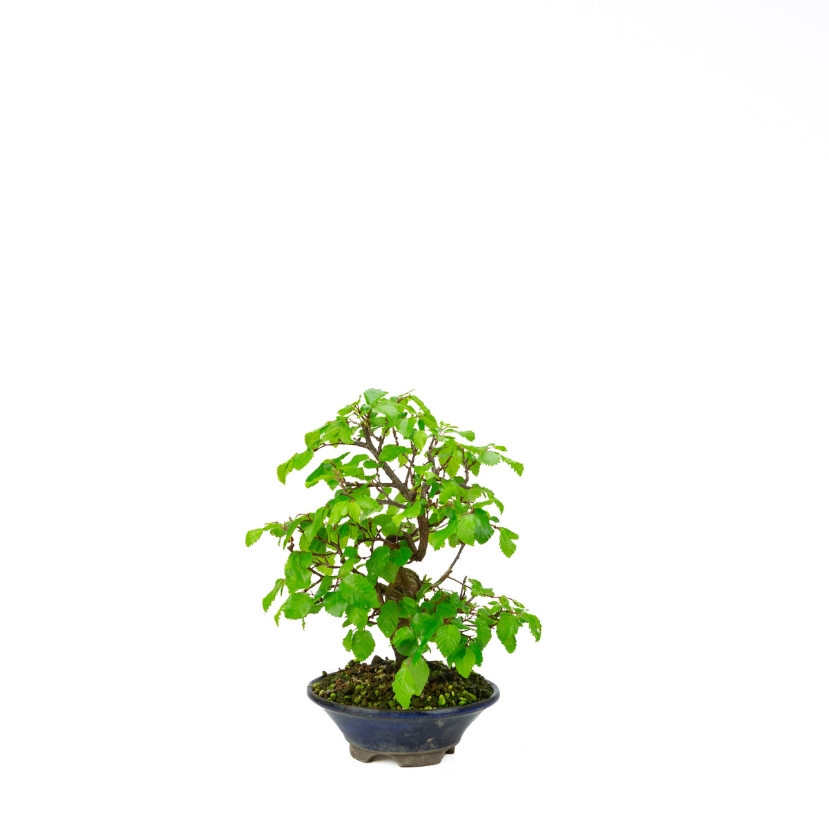 Carpinus coreana (Koreaanse haagbeuk), hoogte ~32 cm