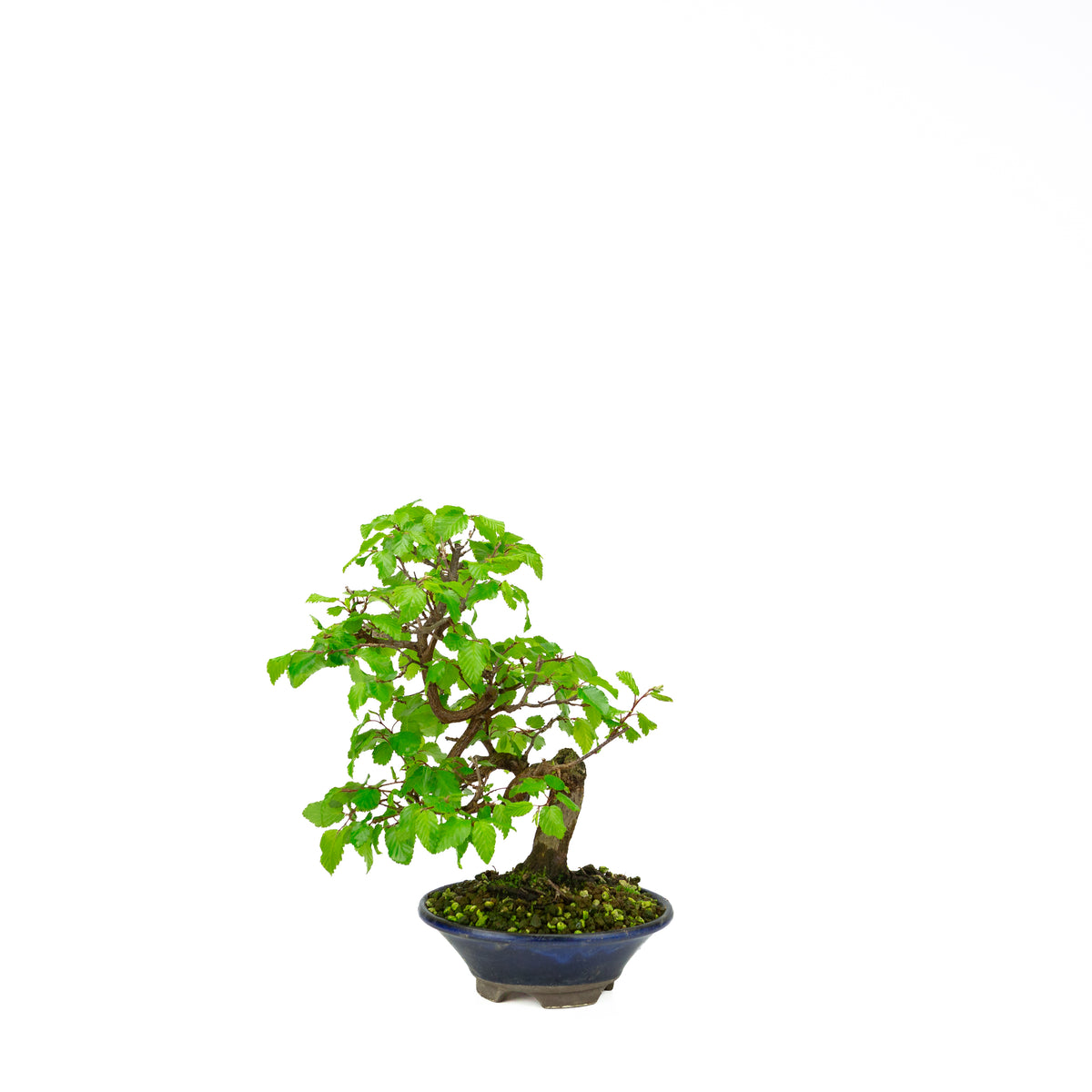 Carpinus coreana (Koreaanse haagbeuk), hoogte ~32 cm