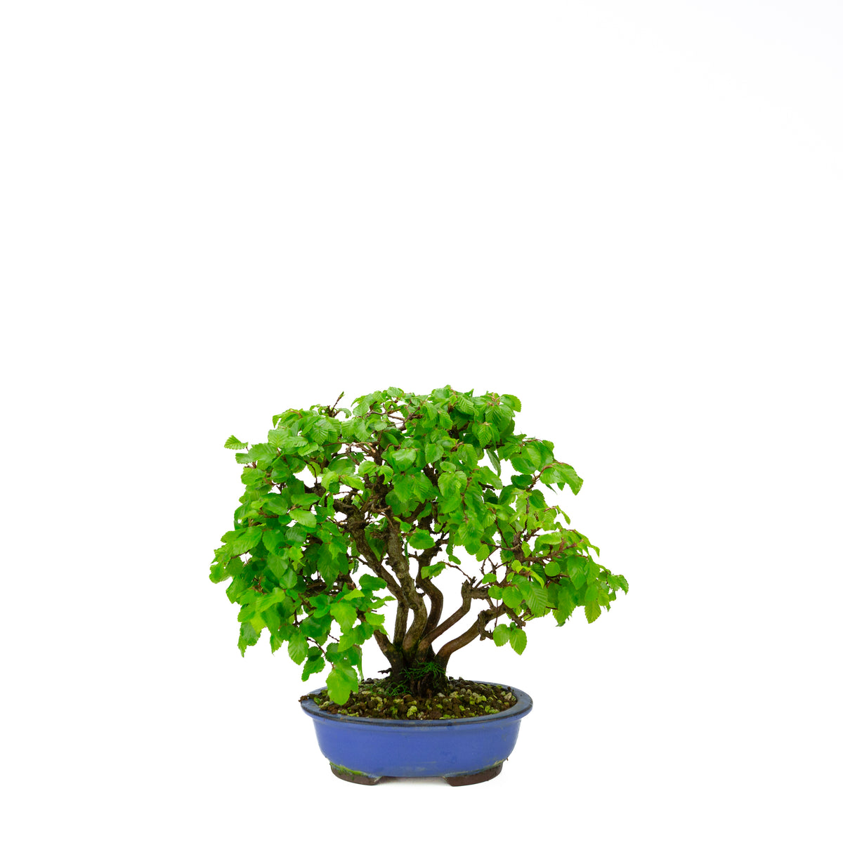 Carpinus coreana (Koreaanse haagbeuk) klompstijl, hoogte ~34 cm