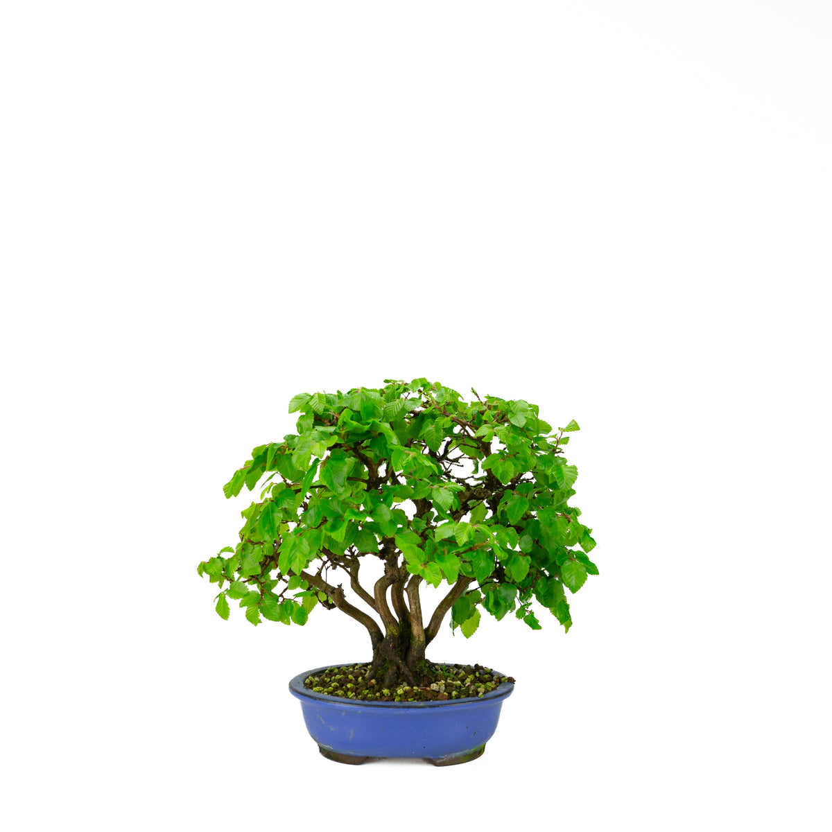 Carpinus coreana (Koreaanse haagbeuk) klompstijl, hoogte ~34 cm