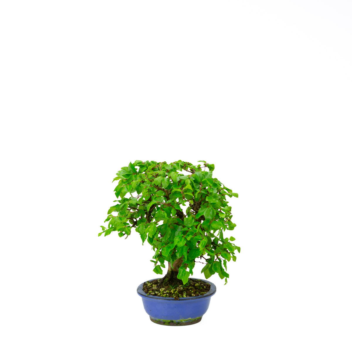 Carpinus coreana (Koreaanse haagbeuk) klompstijl, hoogte ~34 cm