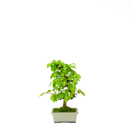 Carpinus coreana (Koreaanse haagbeuk), hoogte ~33 cm