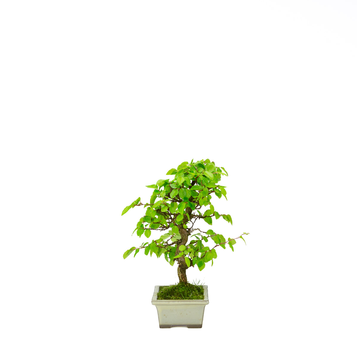 Carpinus coreana (Koreaanse haagbeuk), hoogte ~33 cm