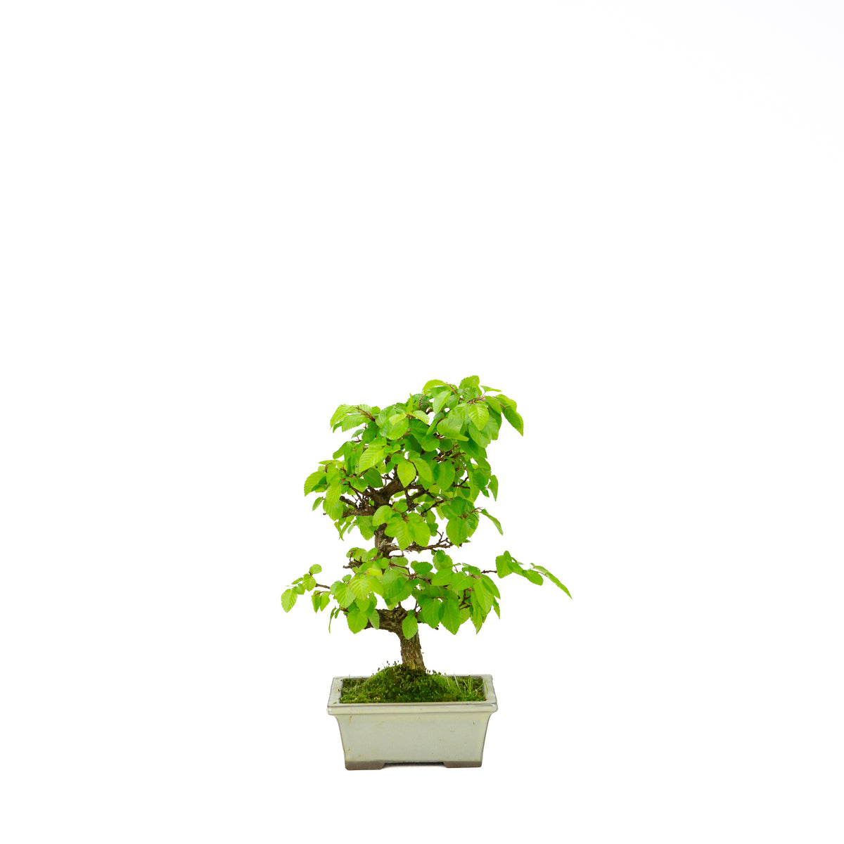 Carpinus coreana (Koreaanse haagbeuk), hoogte ~33 cm