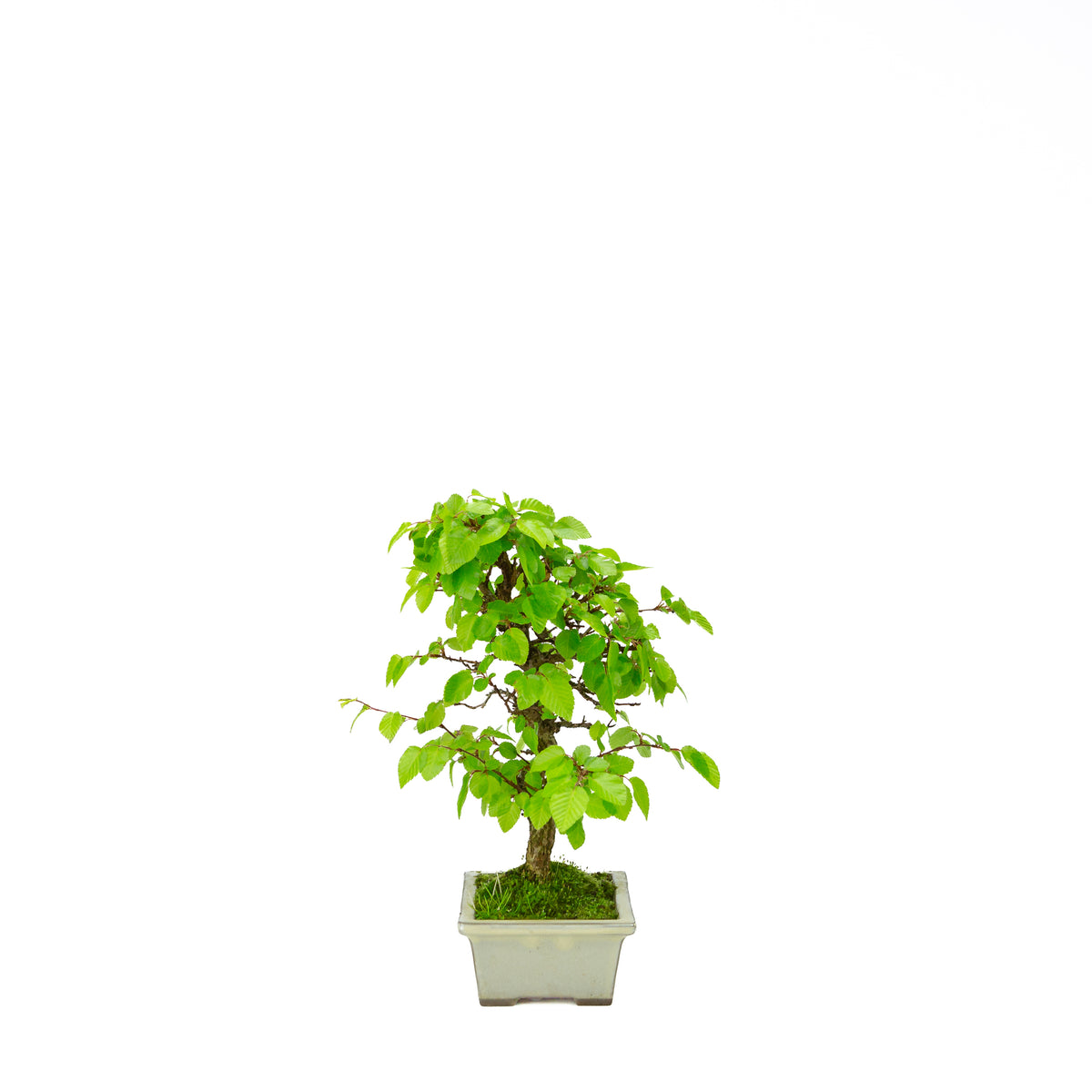 Carpinus coreana (Koreaanse haagbeuk), hoogte ~33 cm