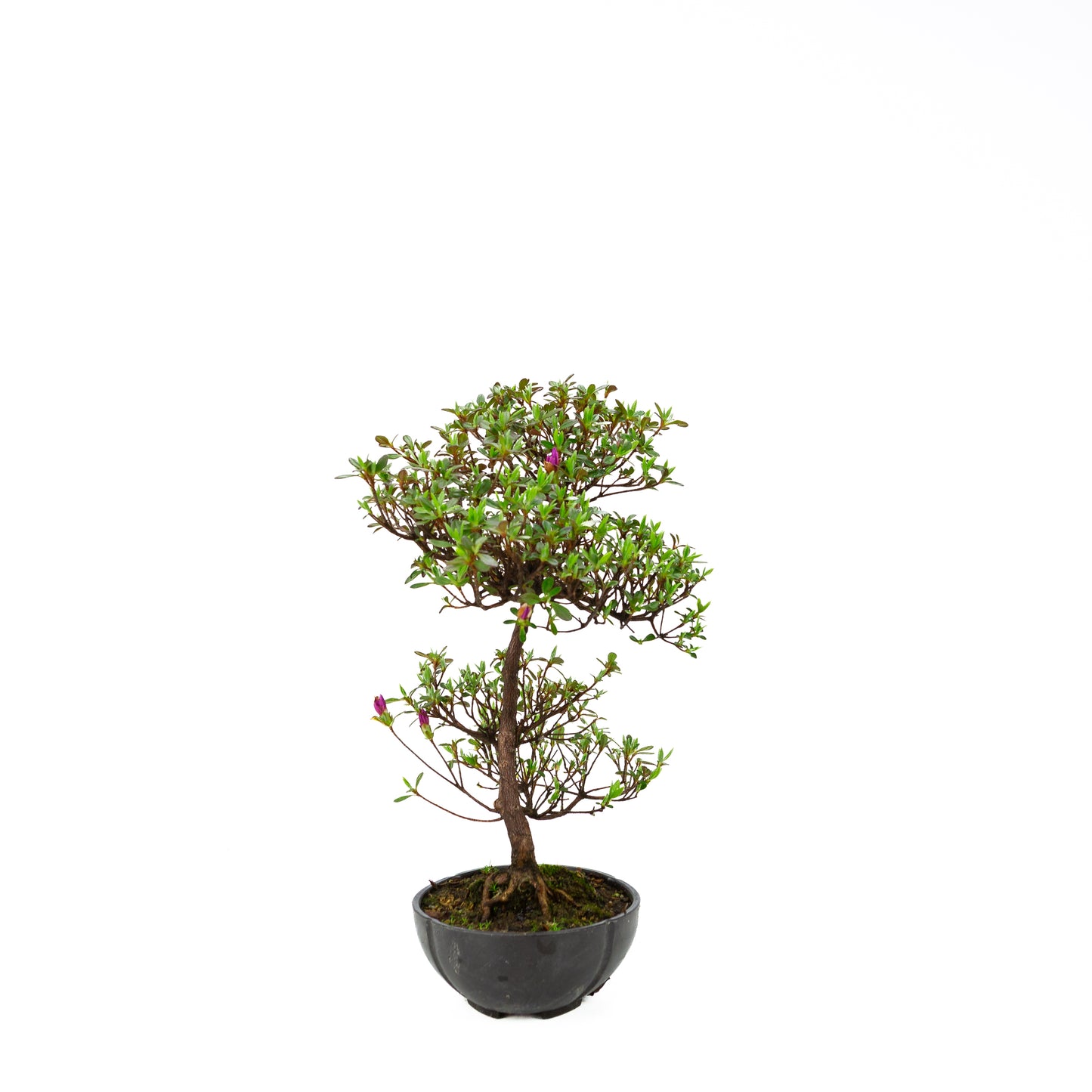 Rhododendron indicum (satsuki azalea), hoogte ~38 cm