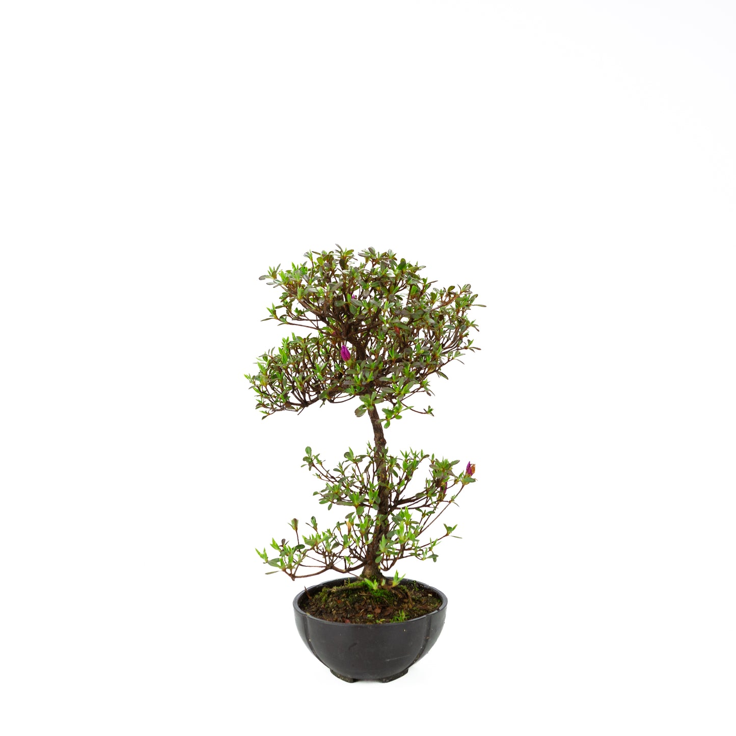 Rhododendron indicum (satsuki azalea), hoogte ~38 cm